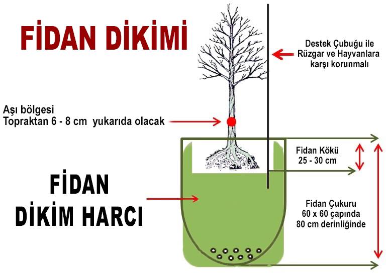 fidan ne zaman dikilir mehmet tülüce doğal tarım hamiyet bayram