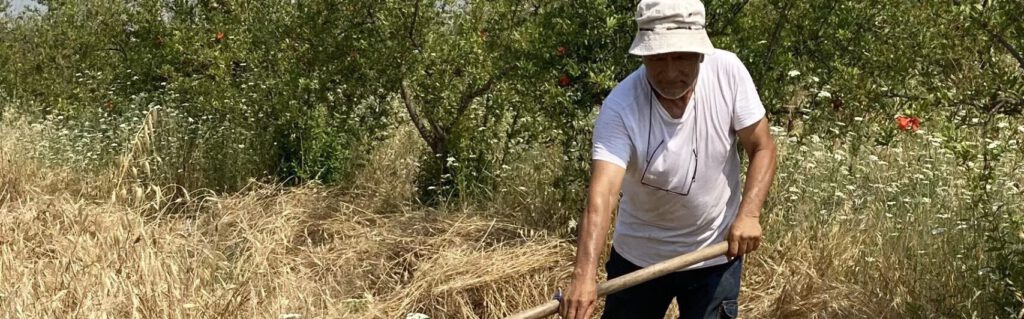 tırpanla buğday hasadı mehmet tülüce hamiyet bayram