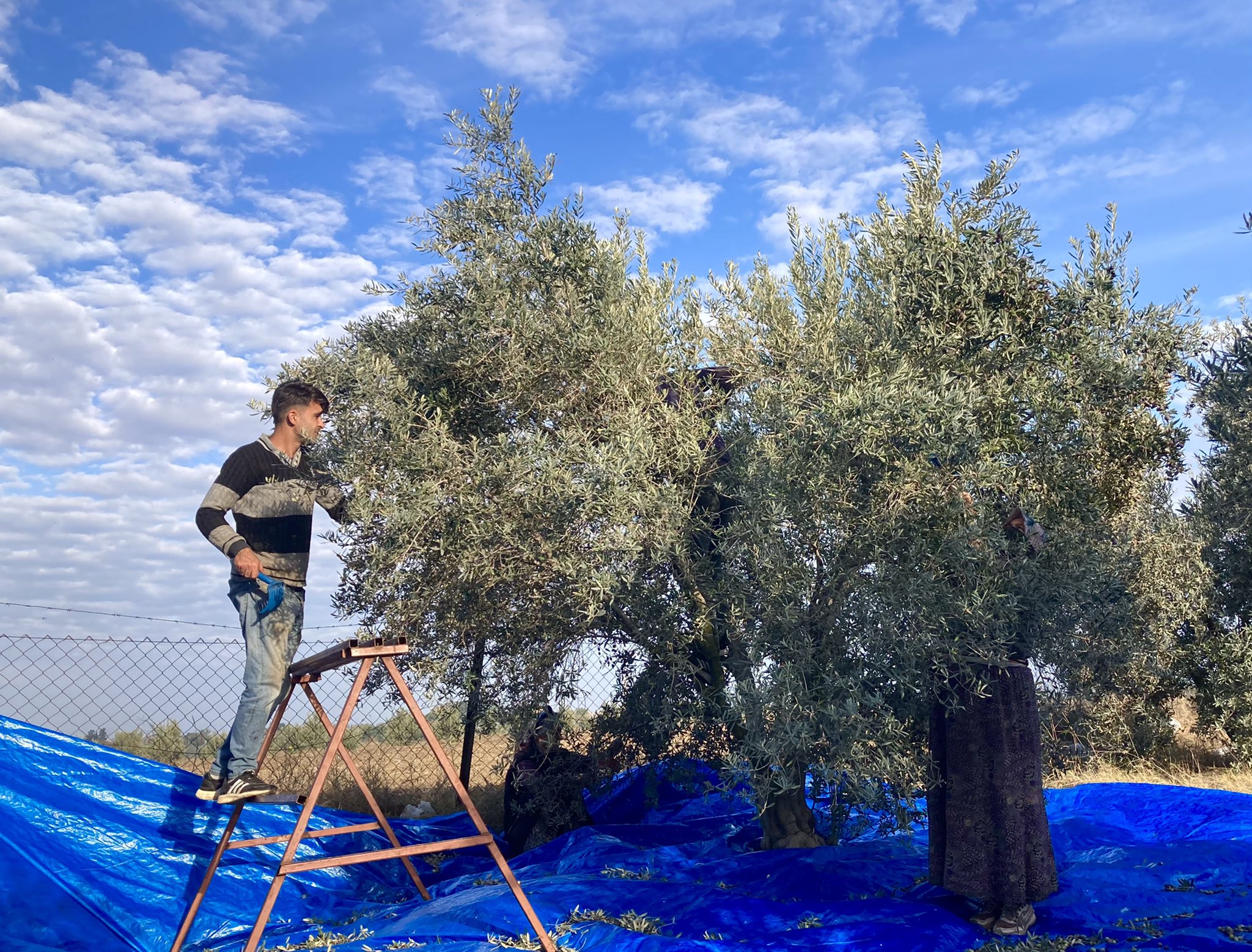 zeytin hasadı doğal zeytin Mehmet Tülüce