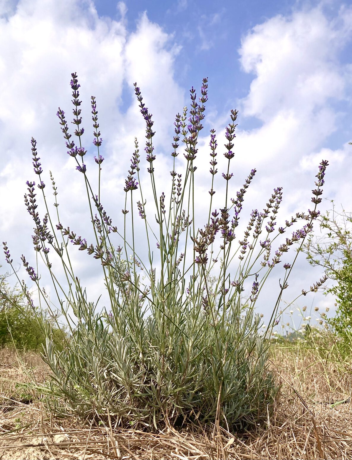 doğal tarım aromatik bitkiler mehmet tülüce hamiyet bayram