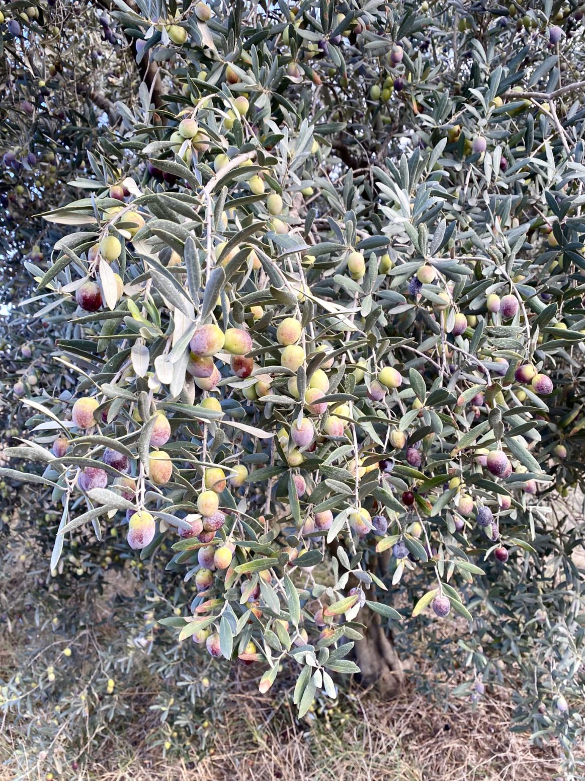 Mehmet Tülüce doğal tarım zeytin ağacı Hamiyet Bayram