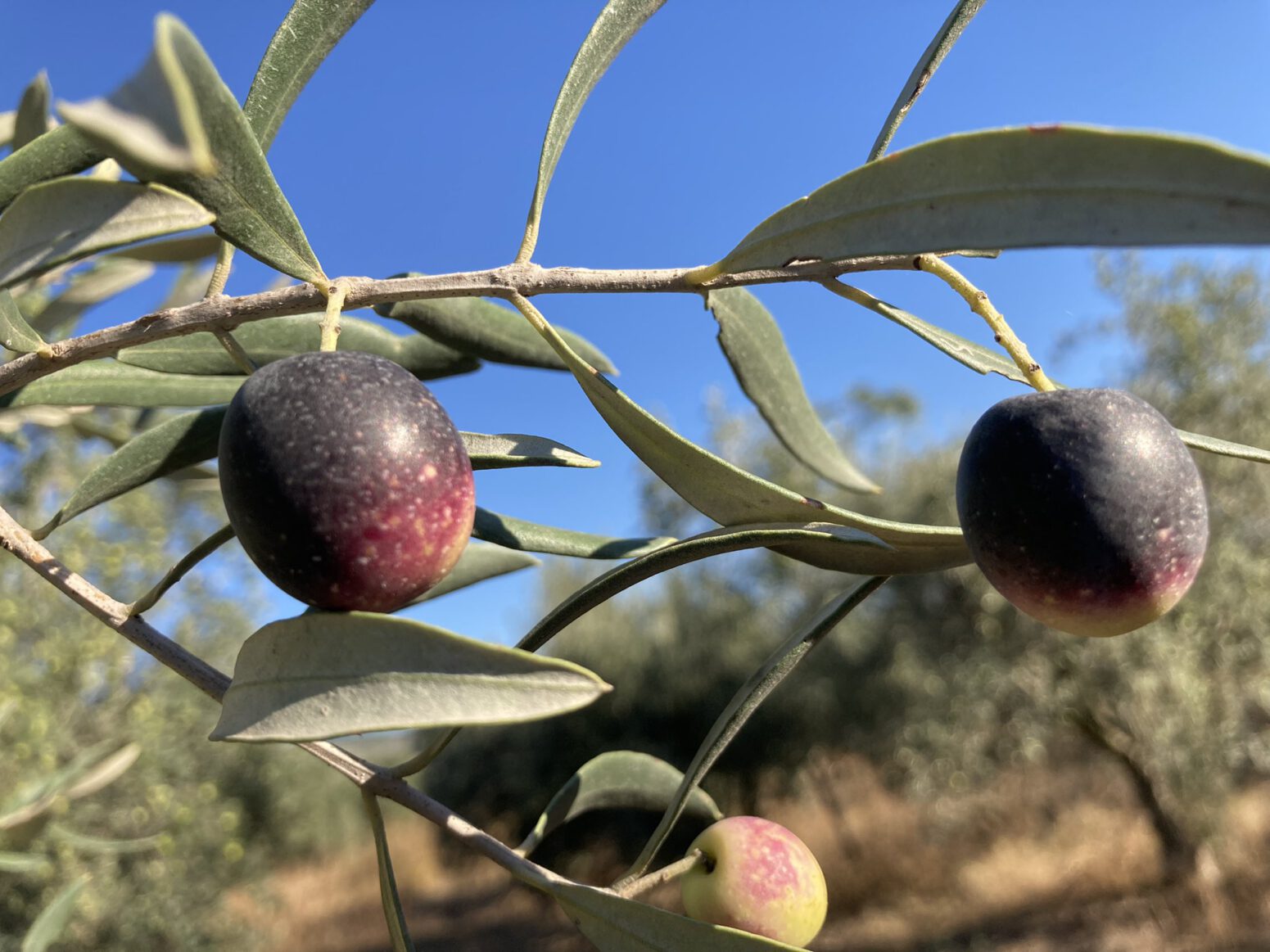 zeytin dalı zeytinyağı kalitesi mehmet tülüce hamiyet bayram