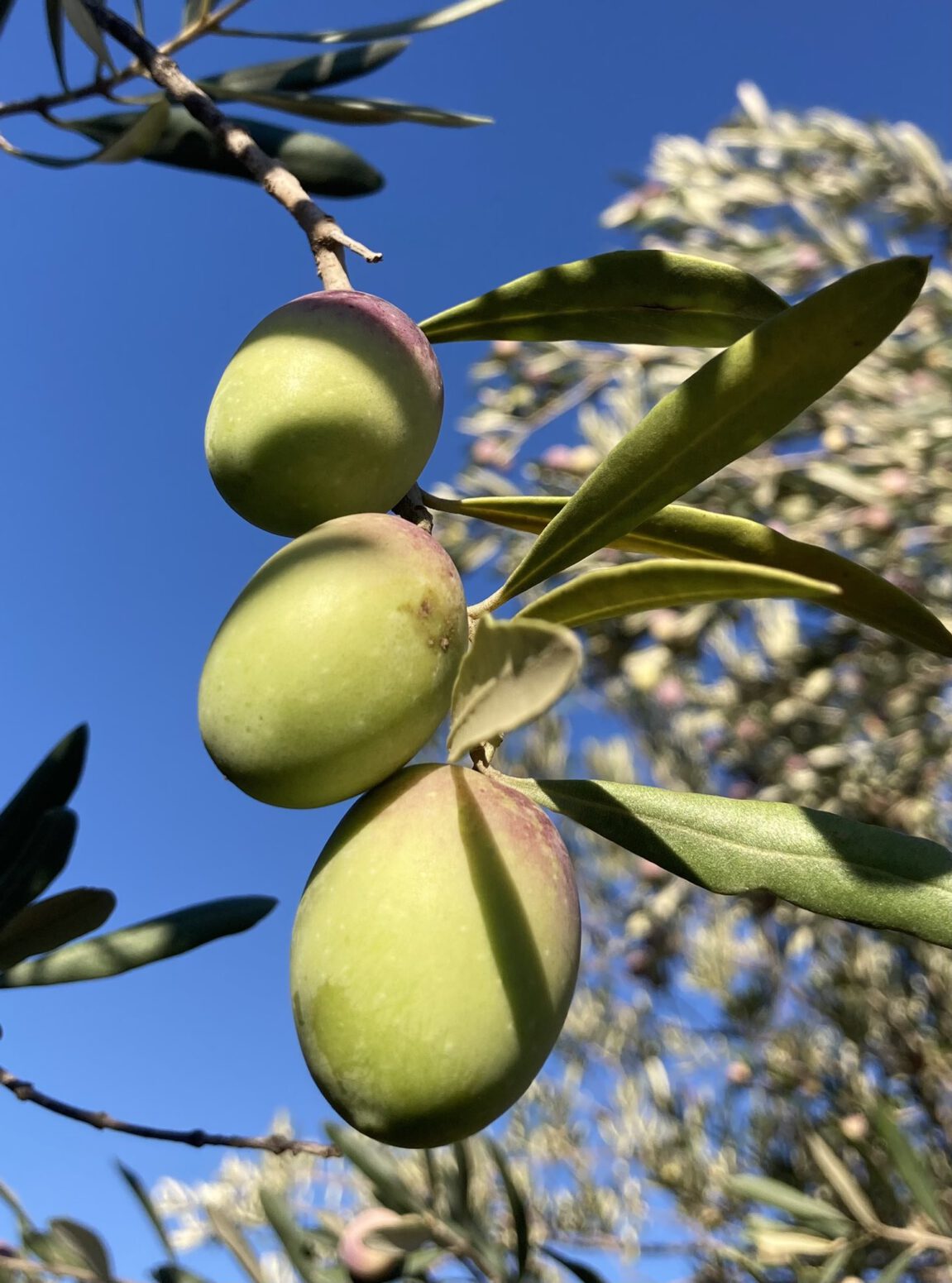 yeşil zeytin