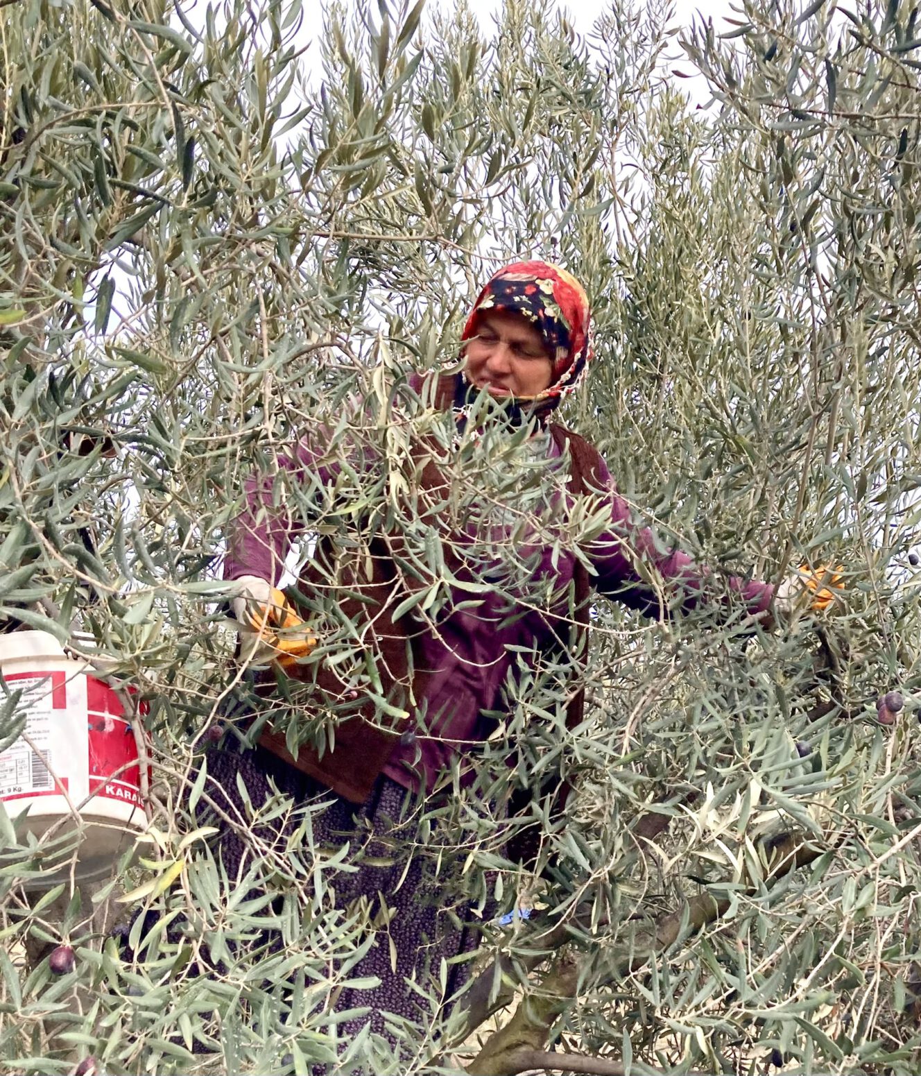 zeytin hasadı