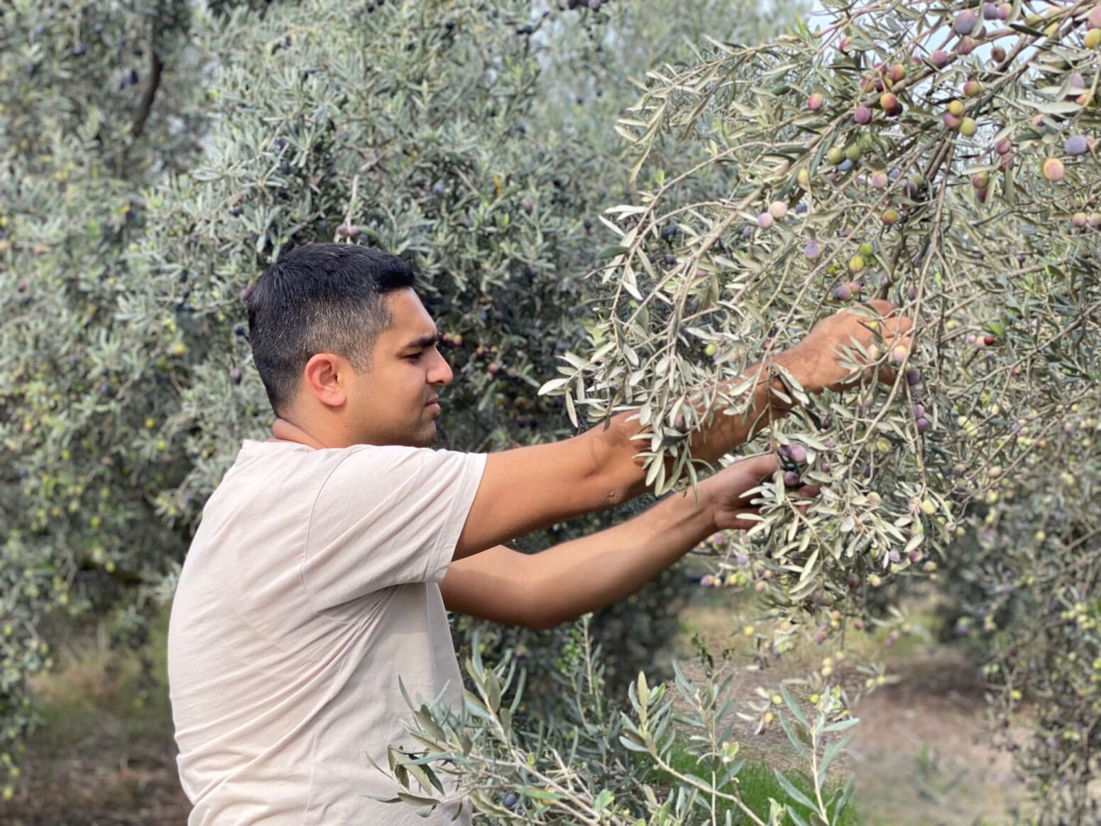 zeytin hasadı