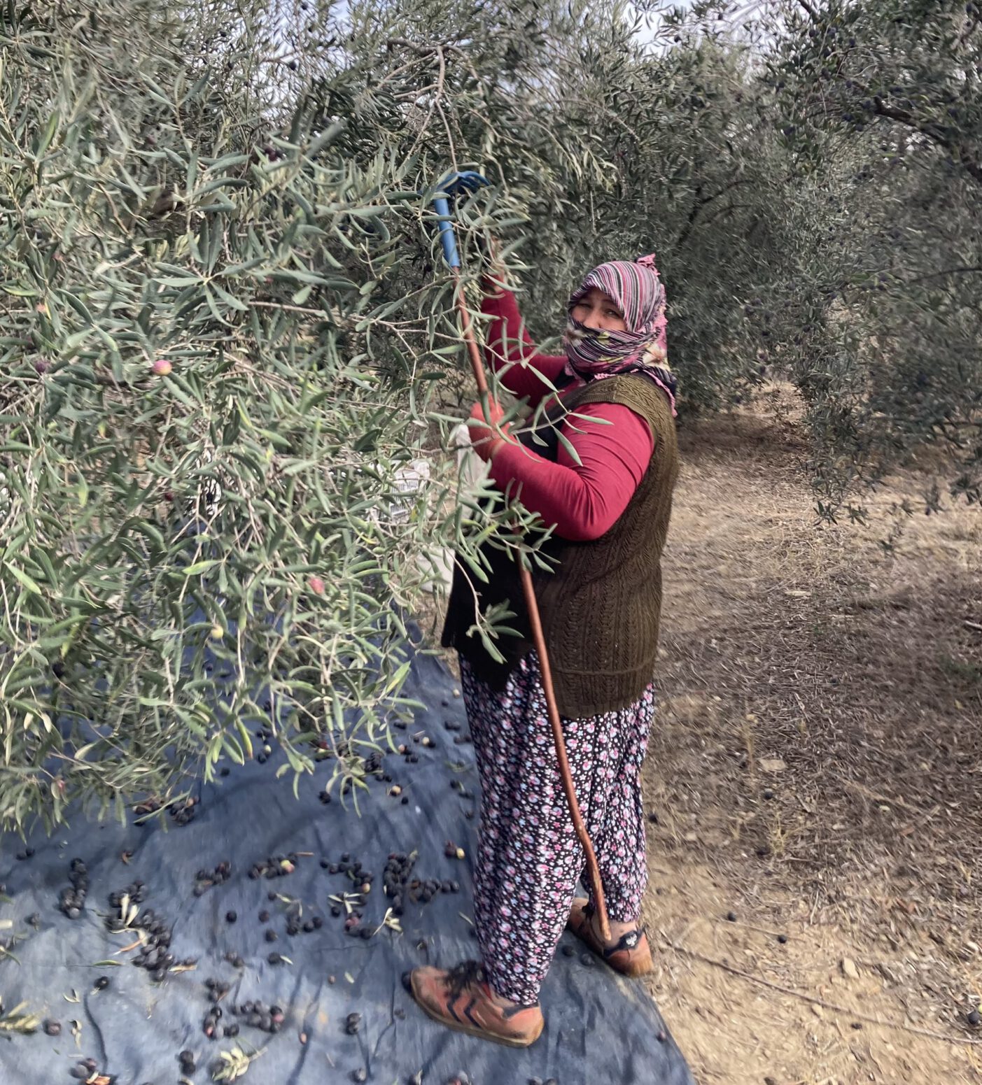 zeytin hasadı