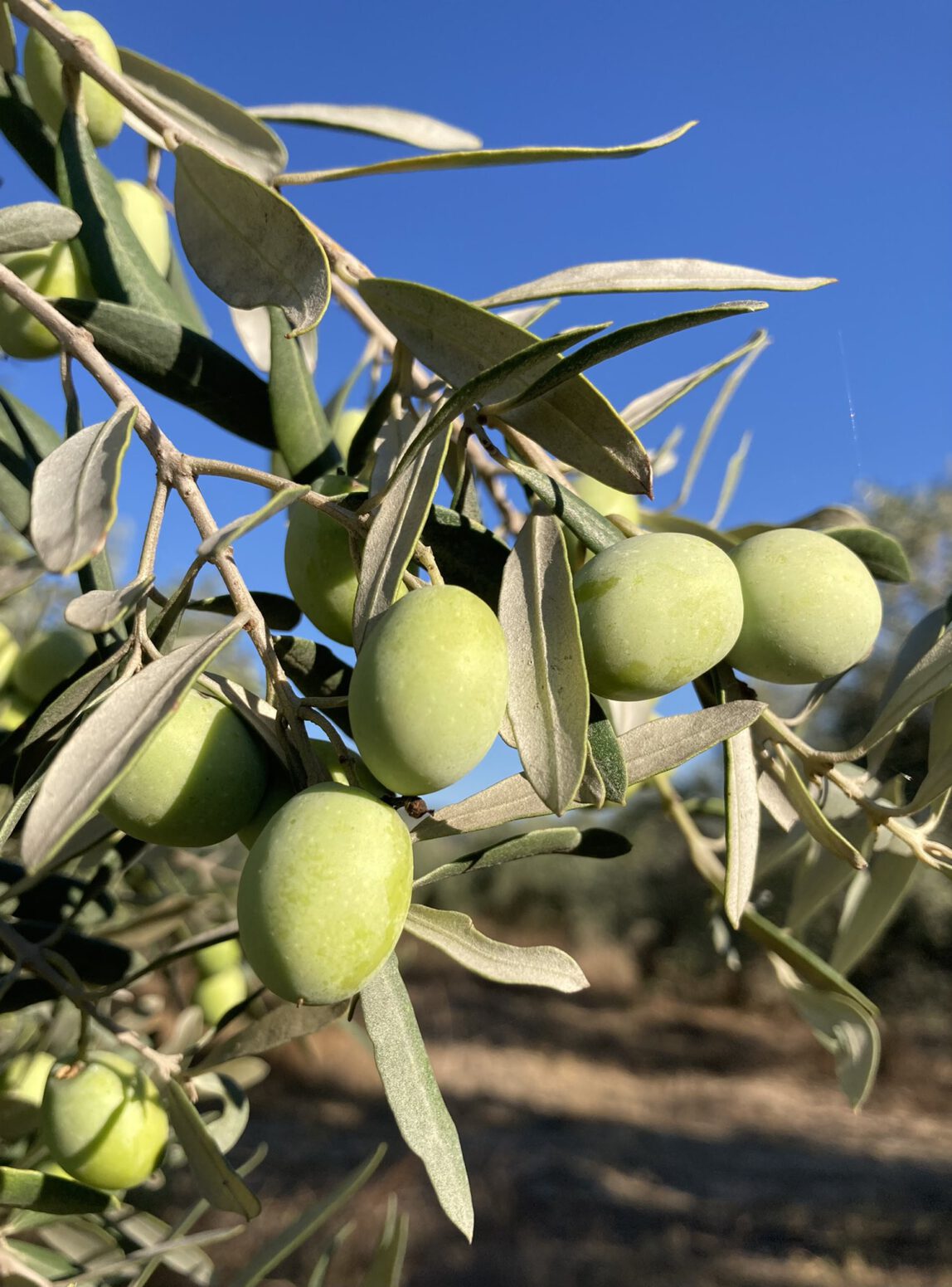 gemlik zeytini mehmet tülüce doğal tarım hamiyet bayram zeytin çeşitleri