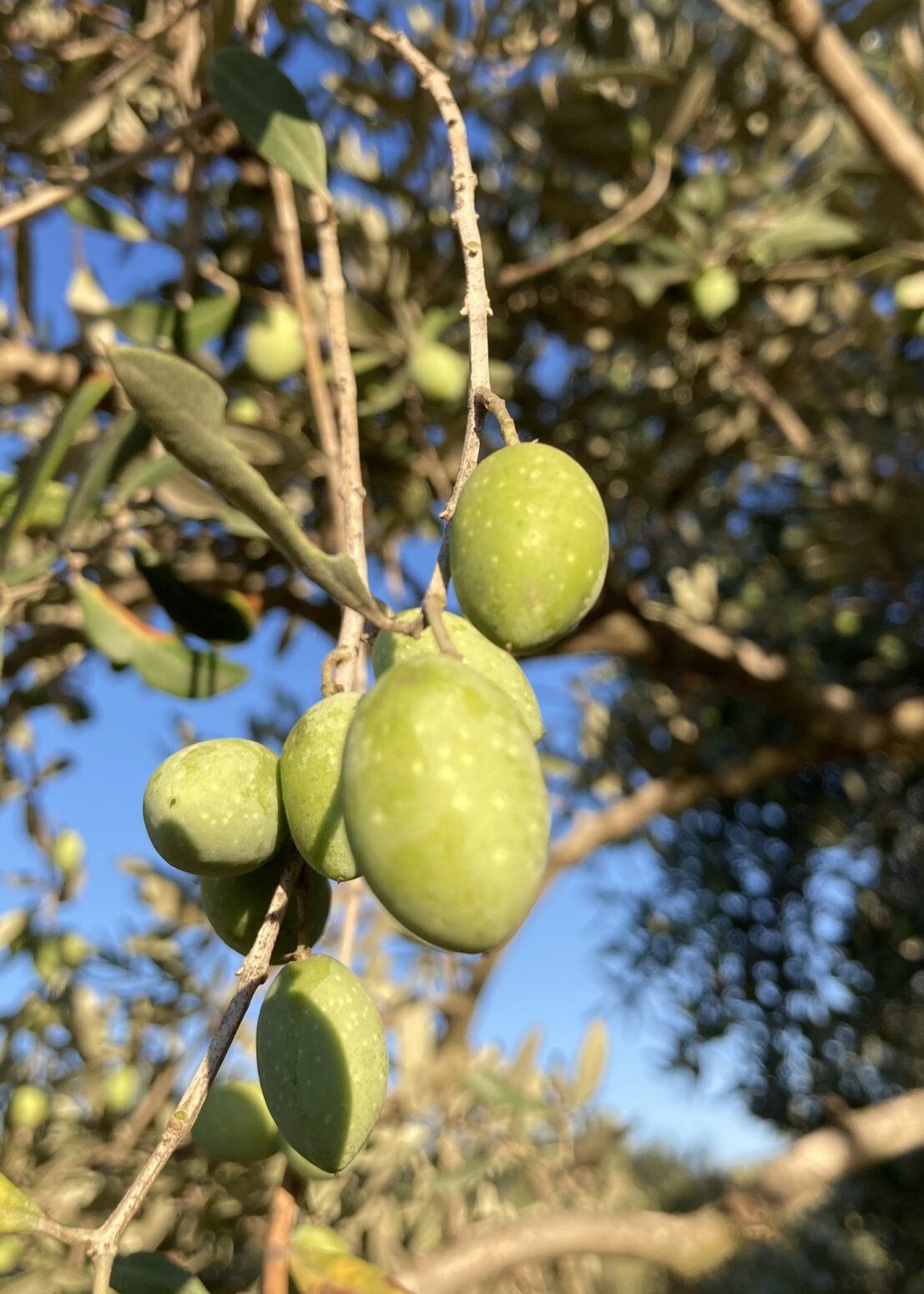 sivri zeytin mehmet tülüce doğal tarım hamiyet bayram