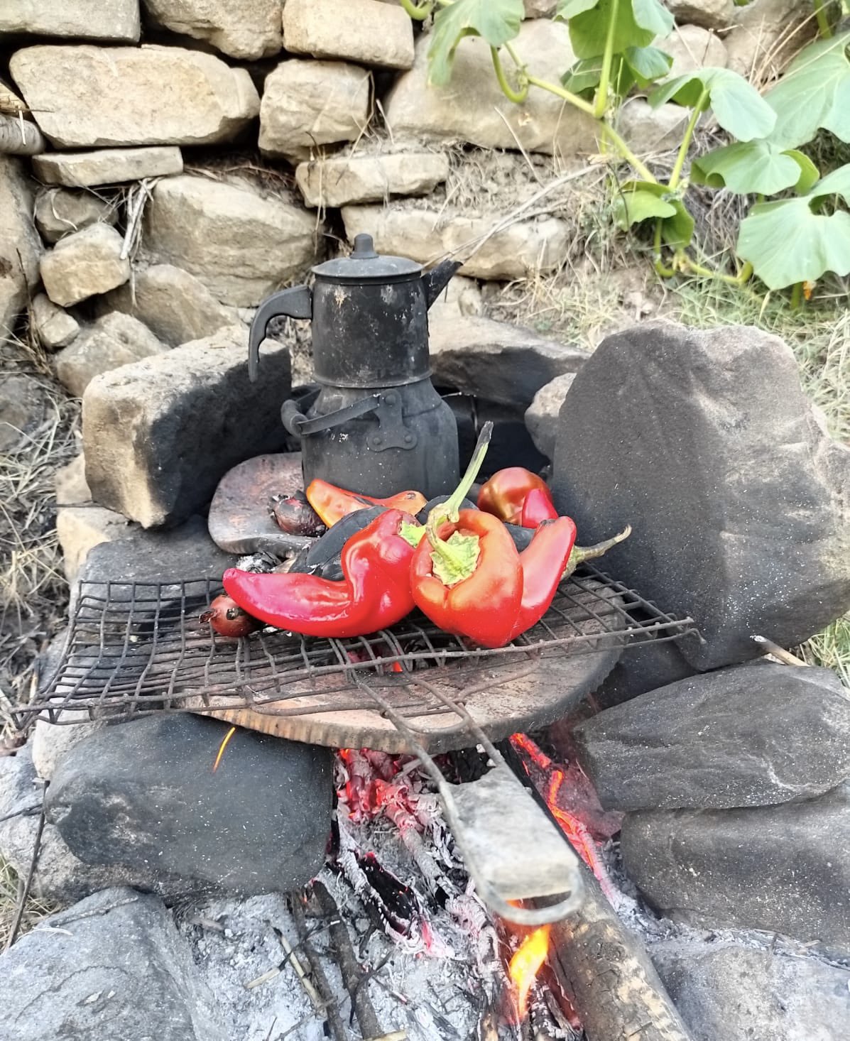 doğal yaşam rehberlik mehmet tülüce hamiyet bayram