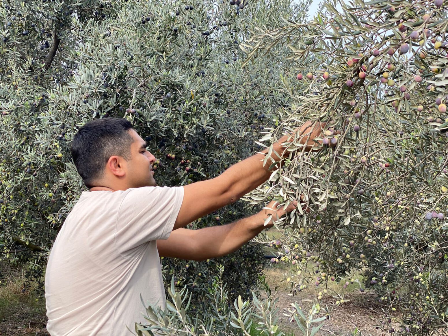 elle doğal zeytin hasadı