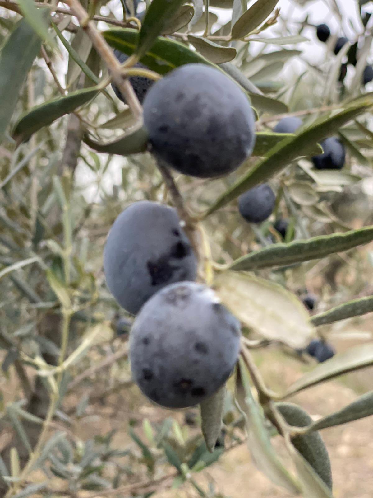 doğal zeytin mehmet tülüce