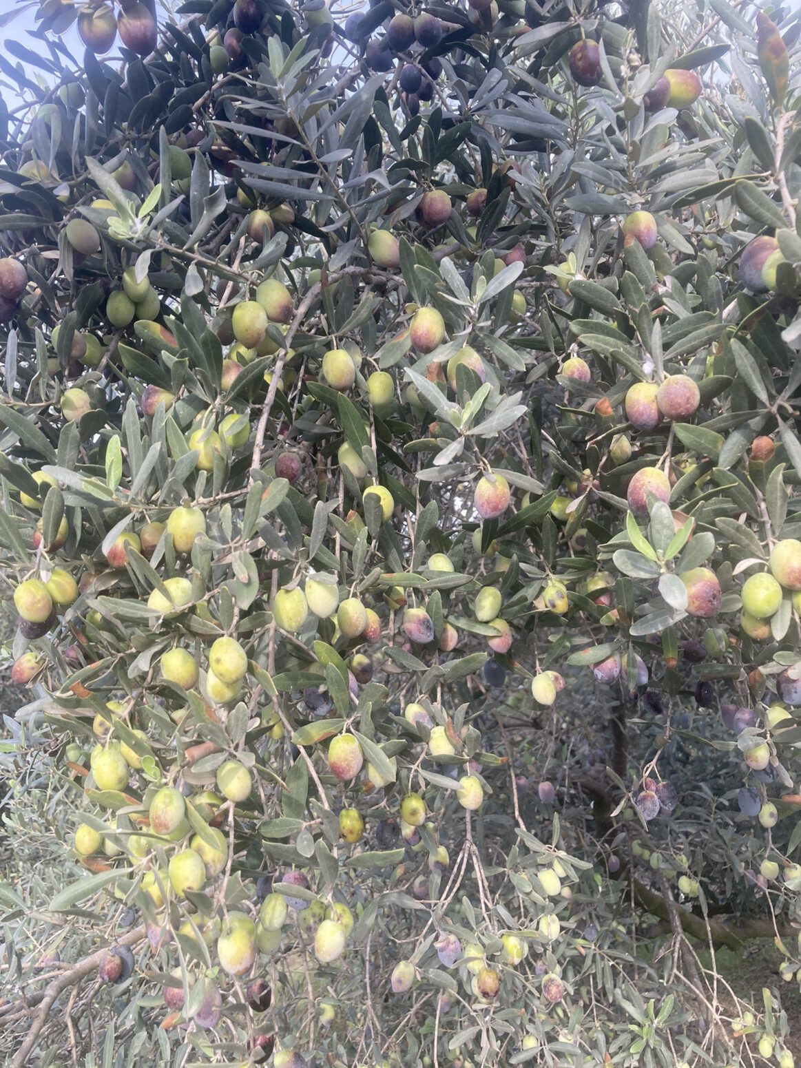 Mehmet Tülüce doğal yaşam doğal zeytin