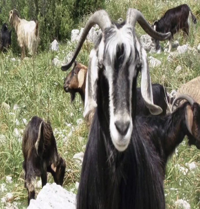 kıl keçisi doğal hayvancılık