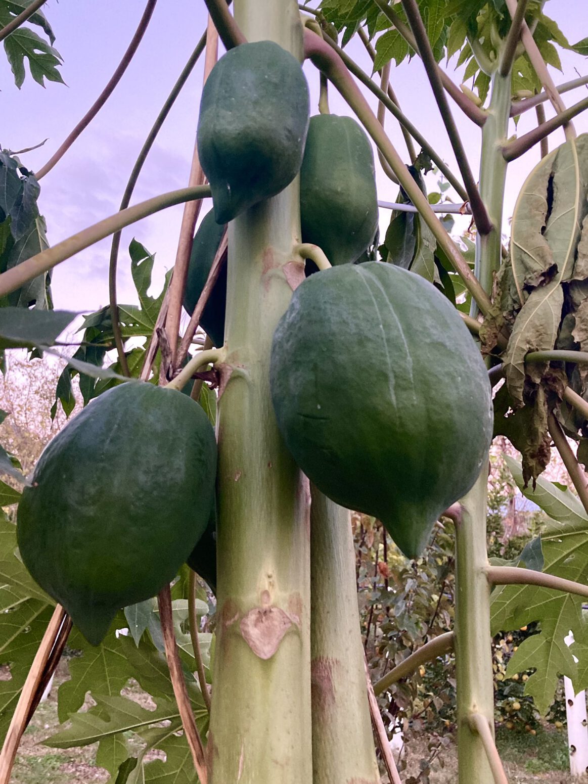 papaya meyvesi doğal tarım mehmet tülüce hamiyet bayram