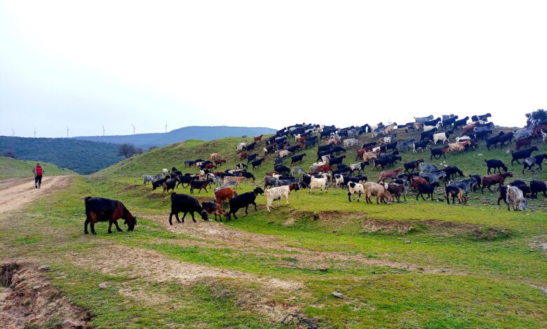 küçükbaş hayvancılık hamiyet bayram mehmet tülüce