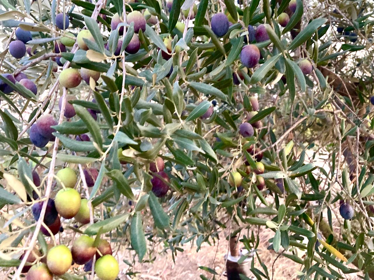 zeytin yetiştiriciliği mehmet tülüce hamiyet bayram