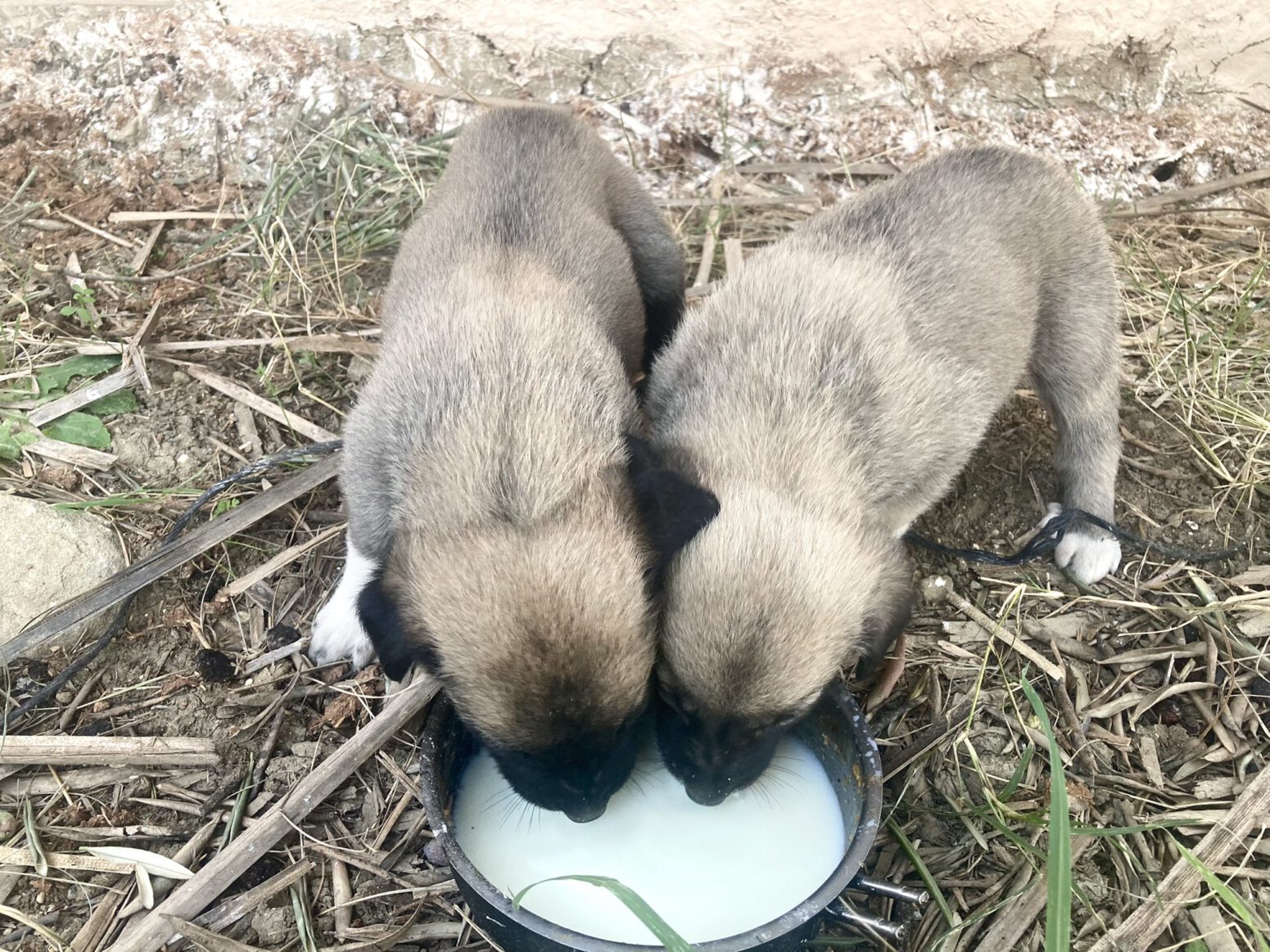 iki yavru köpek mehmet tülüce