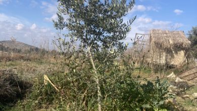 zehirsiz tarıma destek zeytin doğal tarım mehmet tülüce