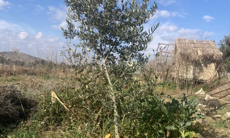 zehirsiz tarıma destek zeytin doğal tarım mehmet tülüce