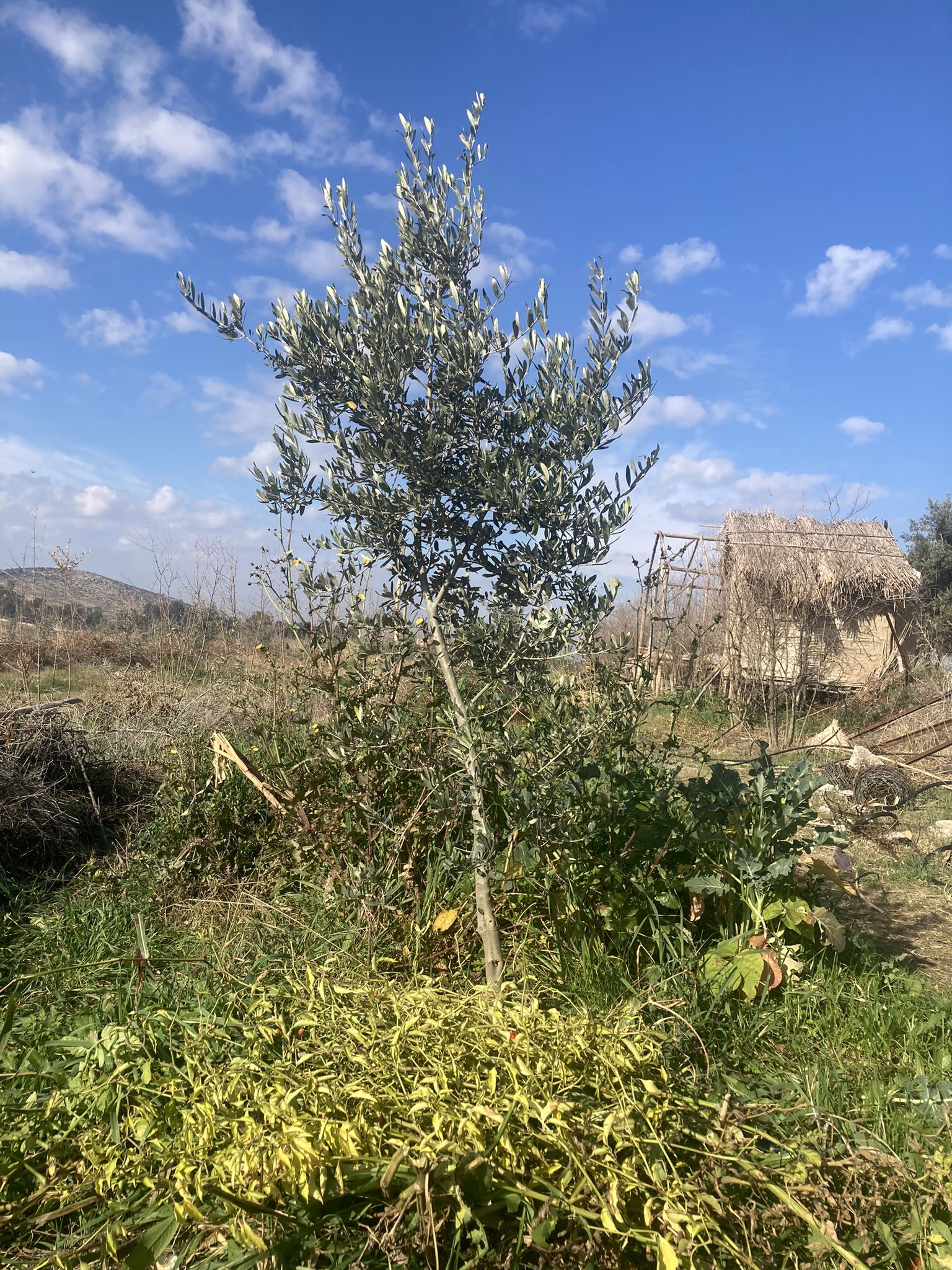 zehirsiz tarıma destek zeytin doğal tarım mehmet tülüce