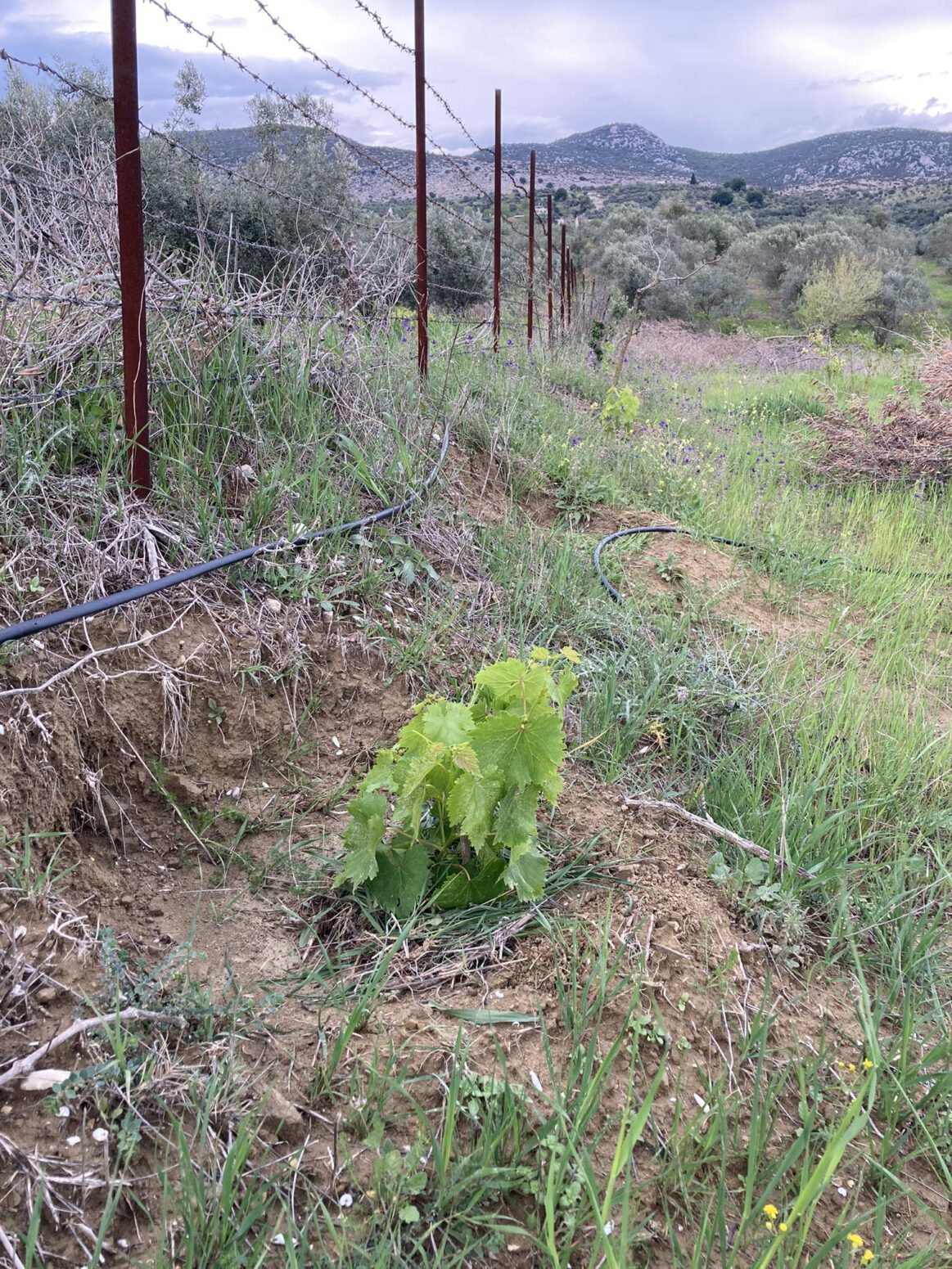 doğal tarım bahçesi doğal yaşam