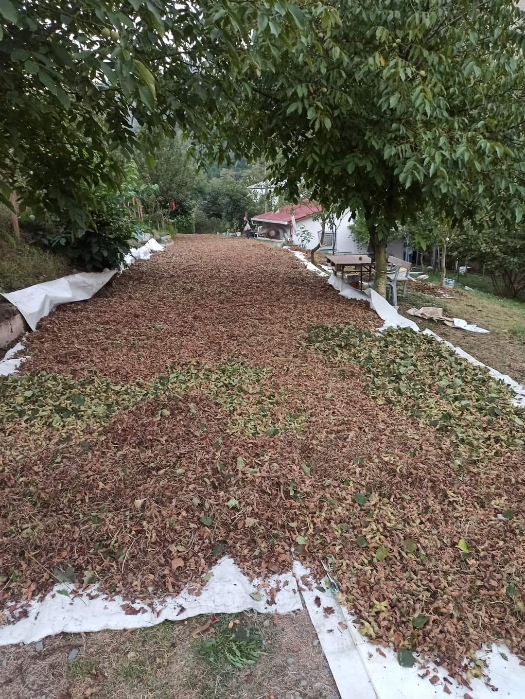 doğal tarım permakültür murat yılmaz fındık kurutma