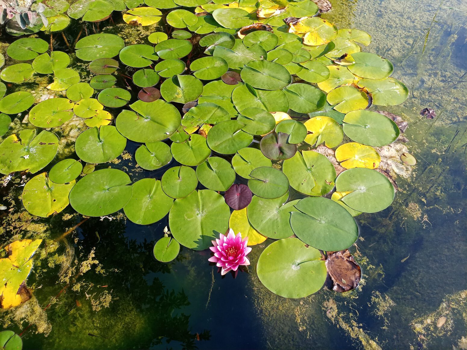 doğal yaşam yolu lotus çiçeği hamiyet bayram