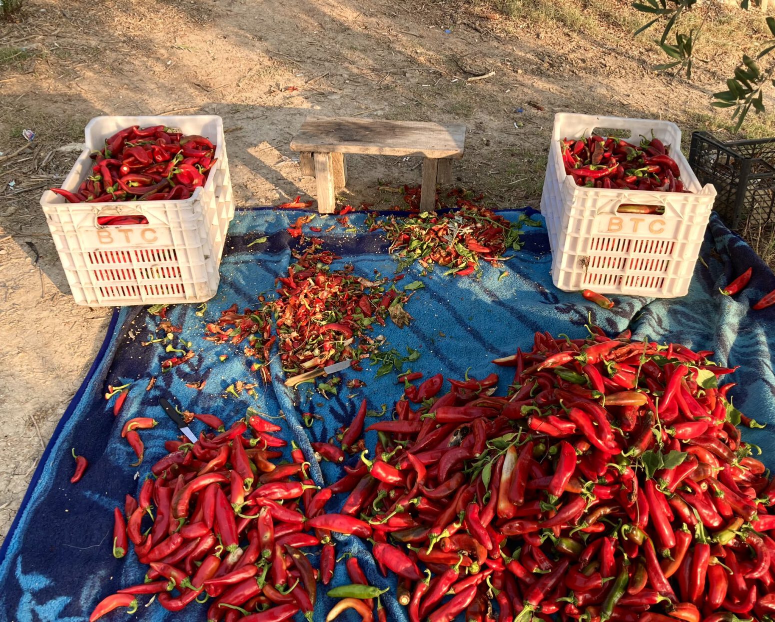 kapya biber salçası satın al doğal tarım mehmet tülüce