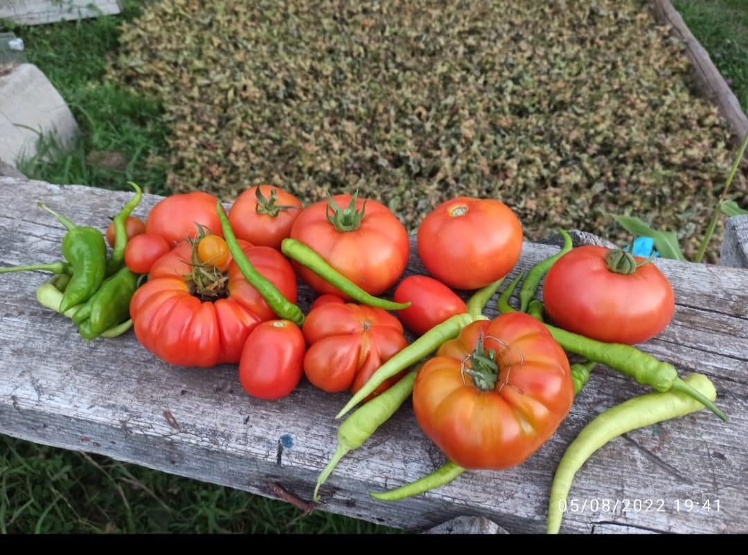 domates çeşitleri doğal beslenme doğal gıda doğal tarım çan domatesi koyulhisar domatesi