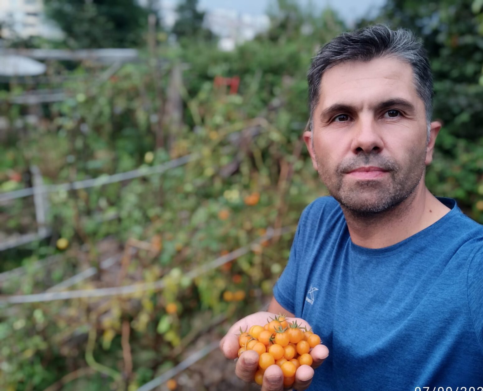 sarı çeri domates domates çeşitleri doğal beslenme