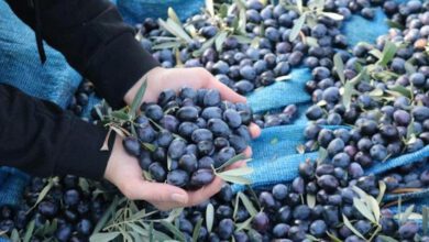 zeytin sağlıklı gıda doğal beslenme mehmet tülüce doğal tarım