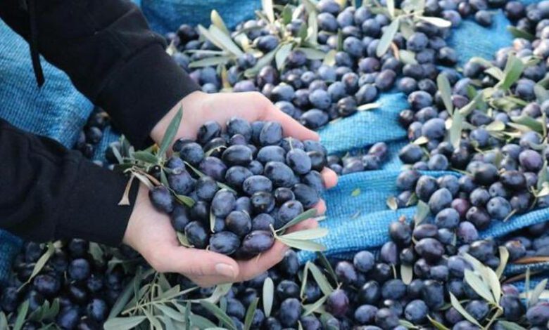 zeytin sağlıklı gıda doğal beslenme mehmet tülüce doğal tarım