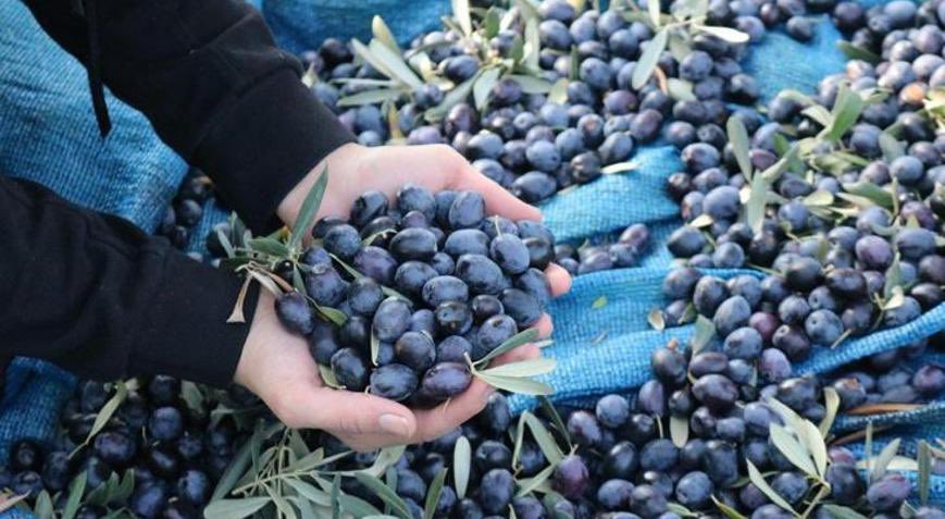 zeytin sağlıklı gıda doğal beslenme mehmet tülüce doğal tarım