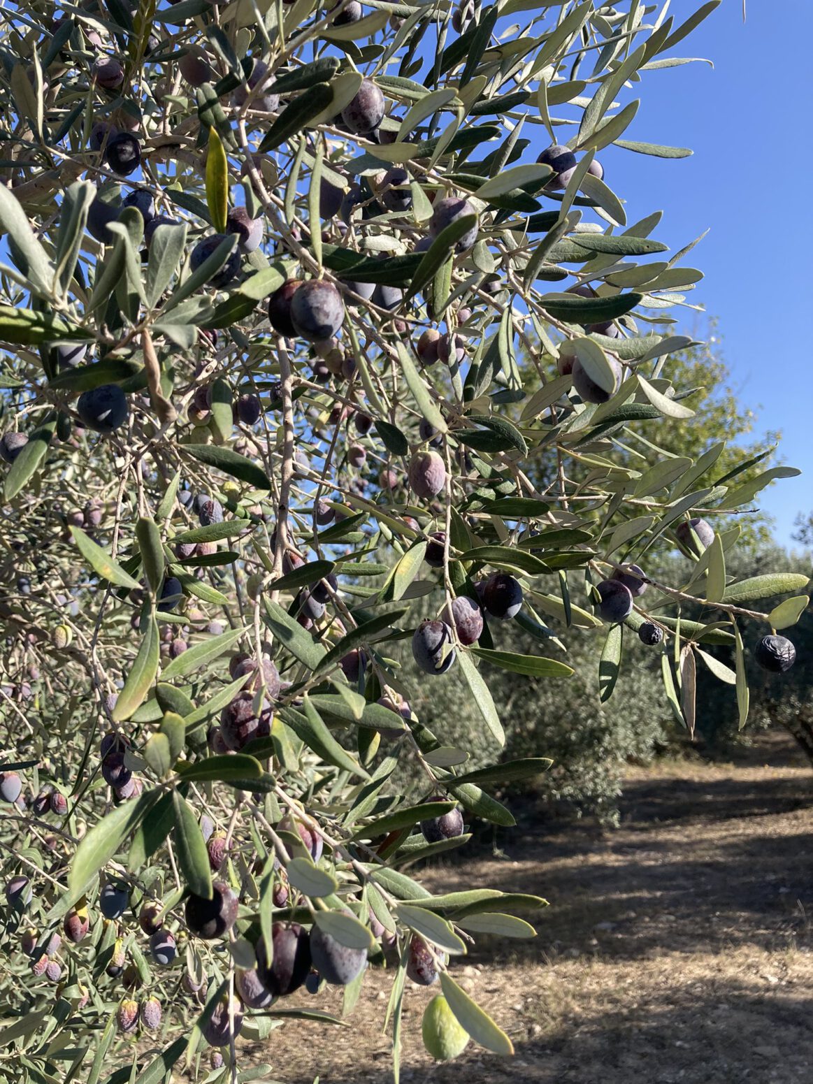 doğal tarım zeytin hasadı erken hasat zeytinyağı mehmet tülüce