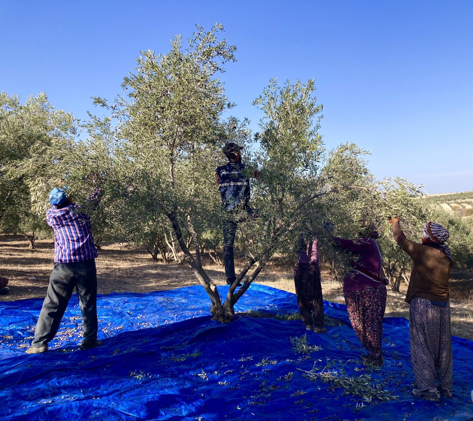 doğal tarım zeytin hasadı erken hasat zeytinyağı mehmet tülüce