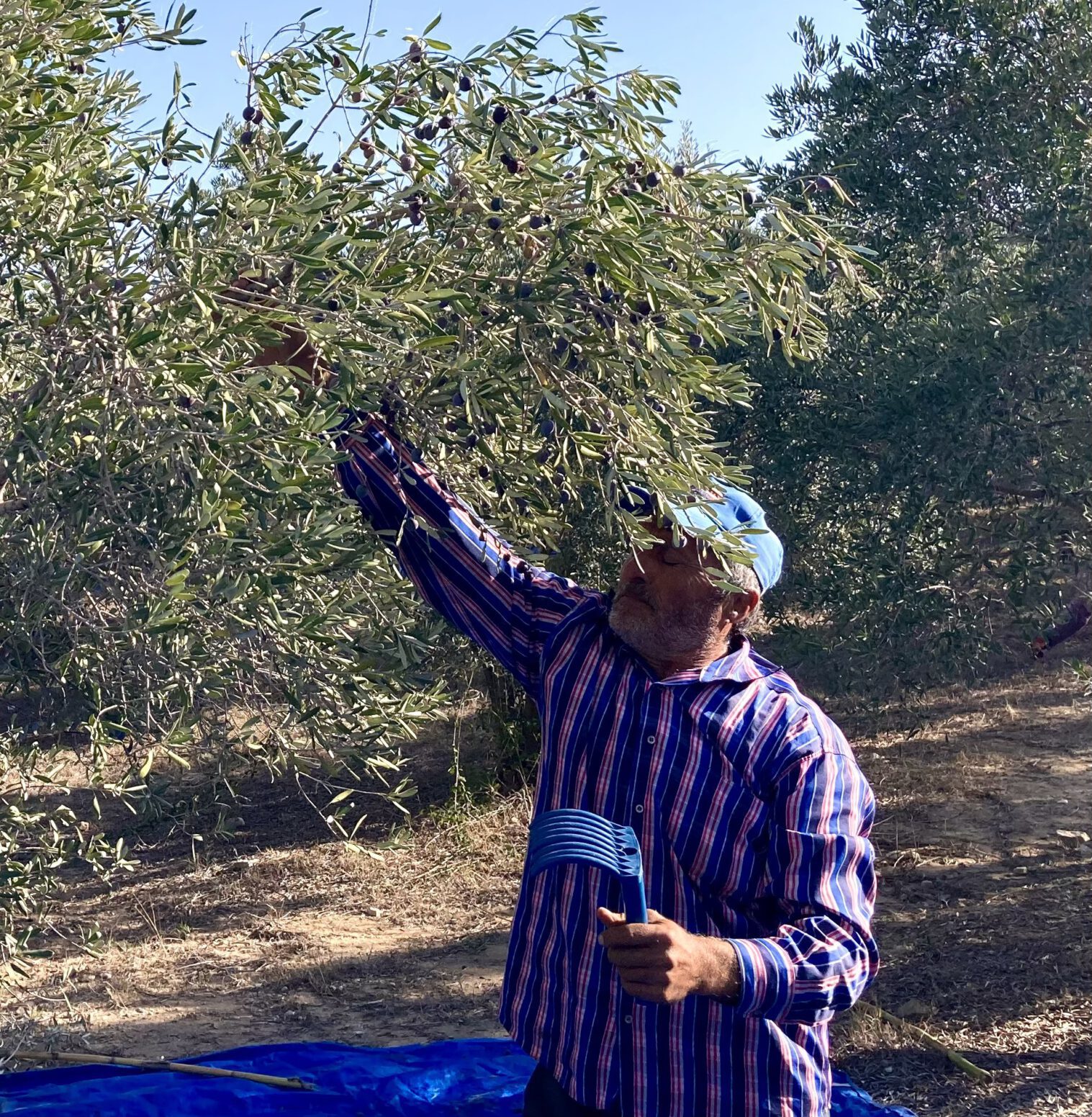 doğal tarım zeytin hasadı erken hasat zeytinyağı mehmet tülüce