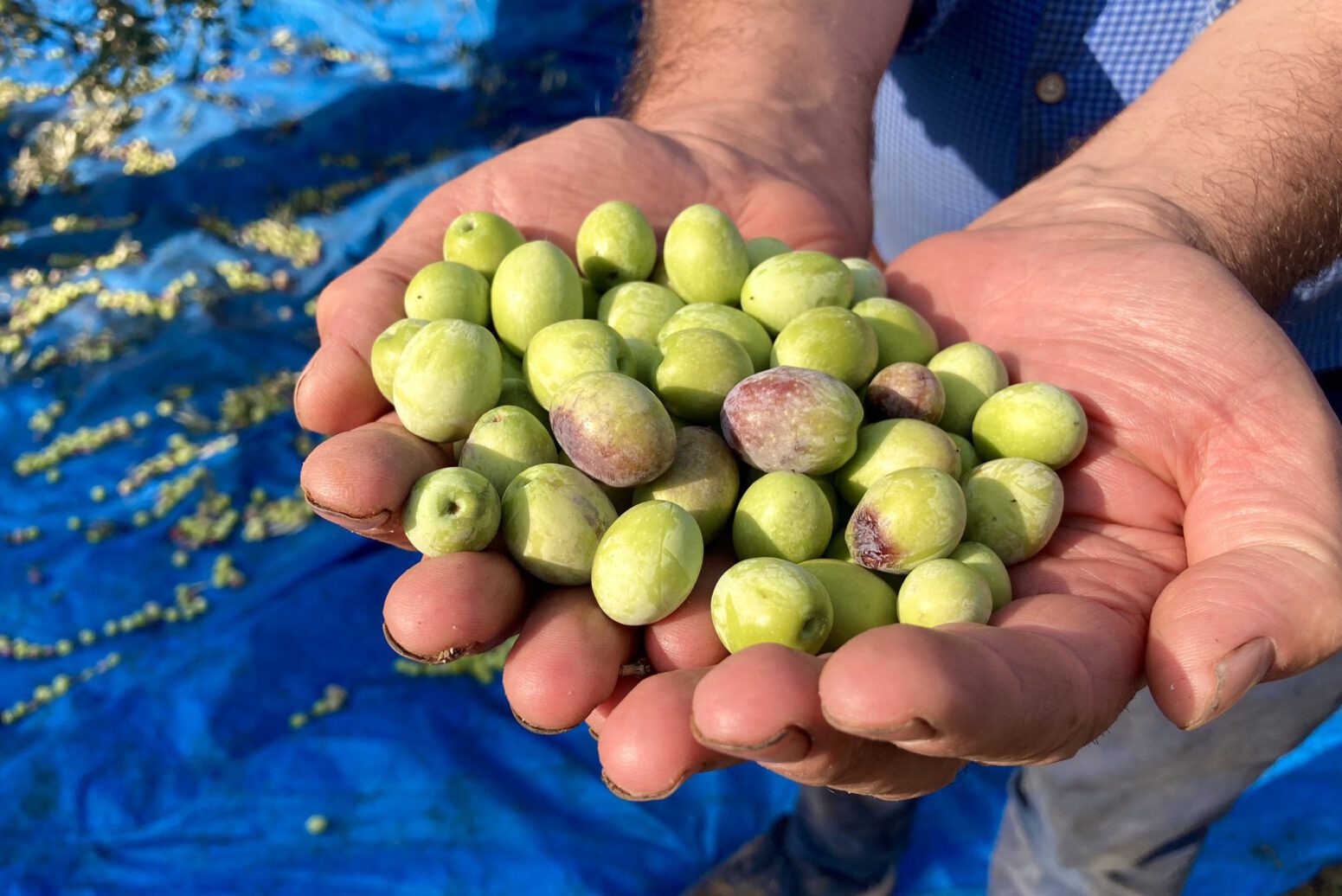 erkan hasat zeytin doğal tarım mehmet tülüce